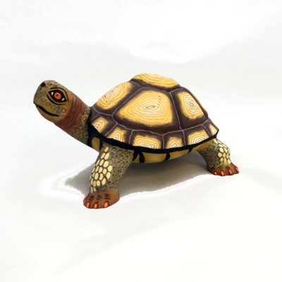 Eleazar Morales Eleazar Morales: Young Sulcata Tortoise Tortoise